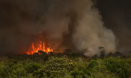 ブラジルで火災急増：アマゾンの熱帯雨林が最大の被害に